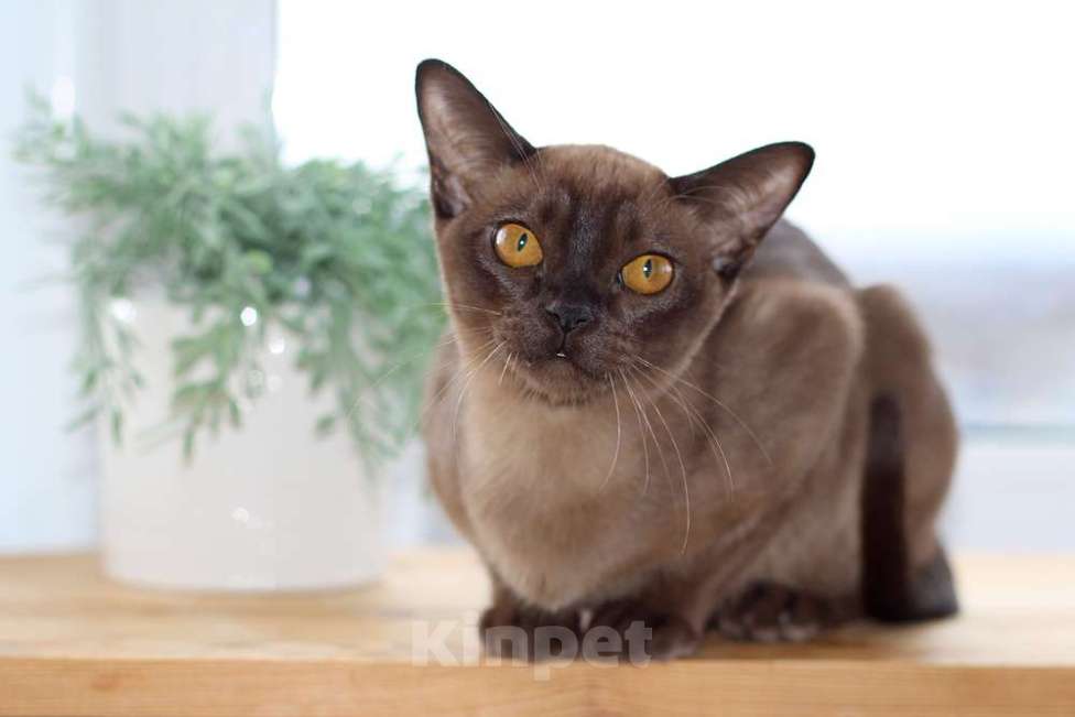 Кошки в Москве: Бурма - кошечка в разведение Девочка, 140 000 руб. - фото 2