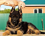 Собаки в Челябинске: щенки немецкой овчарки, 10 000 руб. - фото 3
