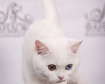 Кошки в Москве: Скоттиш-страйт купить котенка в москве недорого Мальчик, 35 000 руб. - фото 2