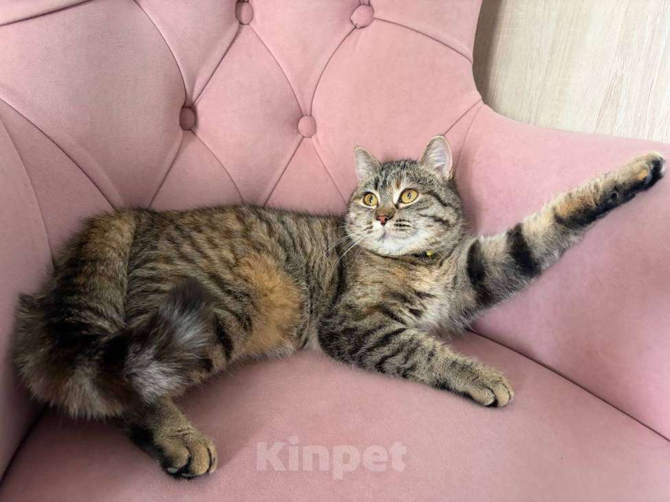 Кошки в Москве: Красотка Клео, очень красивый котёнок! Девочка, Бесплатно - фото 7