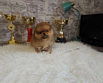 Собаки в Москве: Померанский шпиц мини медежоночек Мальчик, Бесплатно - фото 1