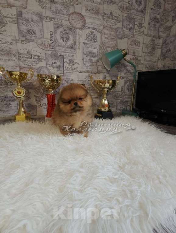 Собаки в Москве: Померанский шпиц мини медежоночек Мальчик, Бесплатно - фото 1