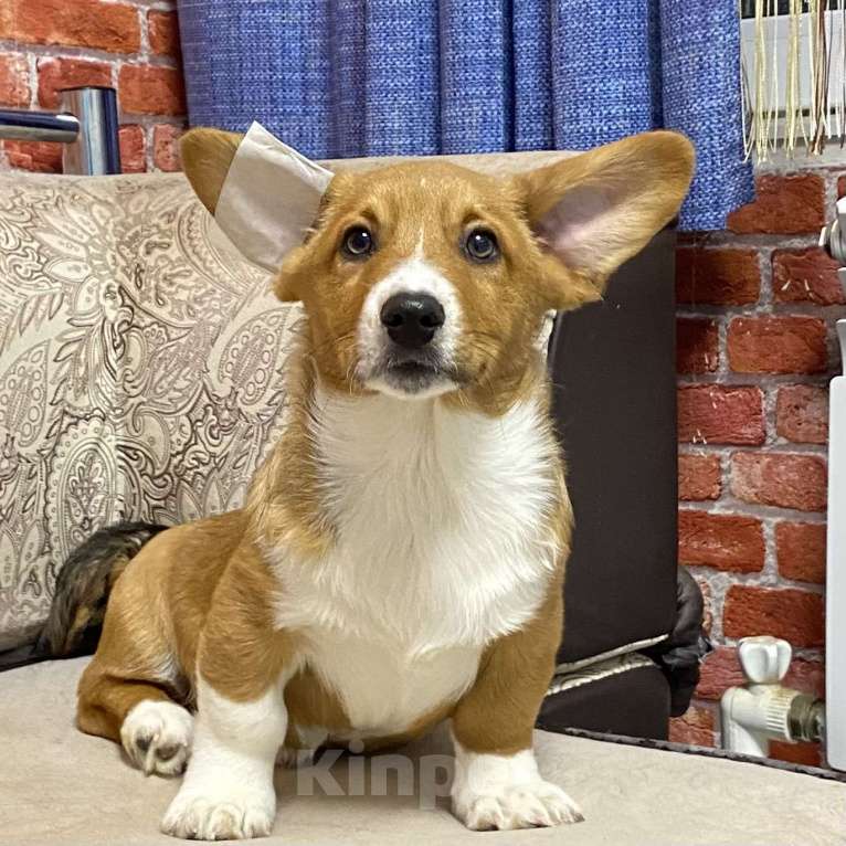 Собаки в Москве: Щенки вельш-корги кардиган Девочка, 40 000 руб. - фото 5