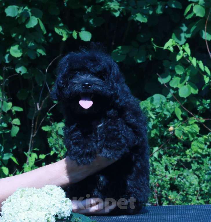 Собаки в Москве: мальтипу Ф1 щенки девочки Девочка, 90 000 руб. - фото 3