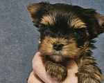 Собаки в Москве: Небольшая девочка йорка  Девочка, 100 000 руб. - фото 1