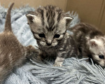 Кошки в Чебоксарах: Котята  Девочка, 4 500 руб. - фото 9
