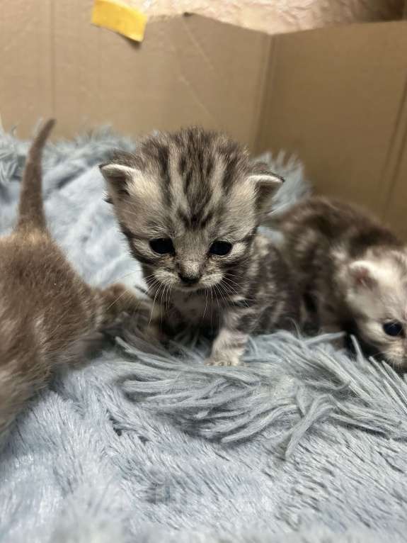 Кошки в Чебоксарах: Котята  Девочка, 4 500 руб. - фото 9