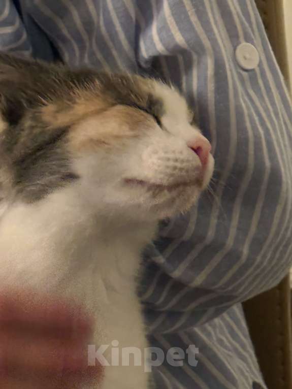 Кошки в Москве: Шипучка Девочка, 10 000 руб. - фото 3