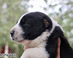 Собаки в Москве: 5 мальчик щенок алабай  Мальчик, 35 000 руб. - фото 1