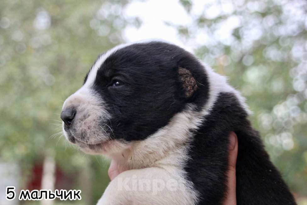 Собаки в Москве: 5 мальчик щенок алабай  Мальчик, 35 000 руб. - фото 1