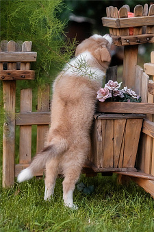 Щенок Бордер колли
