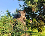 Кошки в других городах Ленинградской области: Челси лиловый котенок Девочка, 125 000 руб. - фото 4