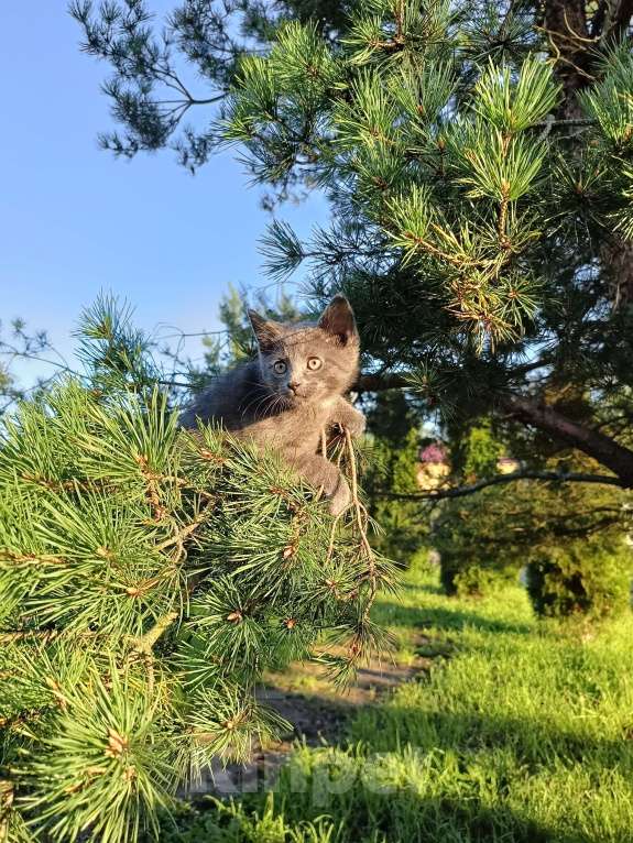 Кошки в других городах Ленинградской области: Потомок змеелова котенок Девочка, Бесплатно - фото 4