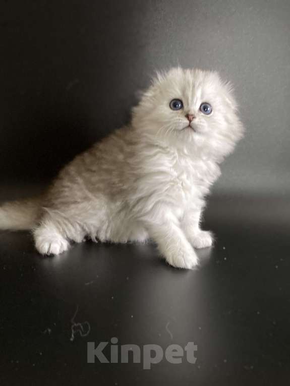 Кошки в Москве: Ариэла Девочка, 45 000 руб. - фото 2