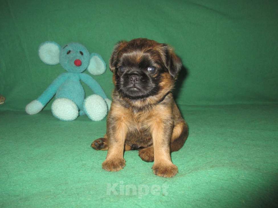 Собаки в Пскове: Кобель пти брабансон Мальчик, 50 000 руб. - фото 3