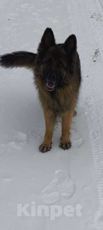 Собаки в Кировграде: Щенки немецкой овчарки длинношёрстные Девочка, 15 000 руб. - фото 1