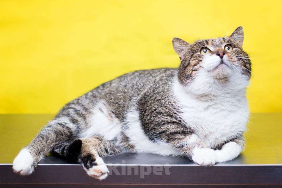 Кошки в Москве: Михал Михалыч желает укотовиться Мальчик, Бесплатно - фото 4