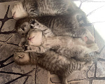 Кошки в Казани: Котята Разнополые, Бесплатно - фото 3
