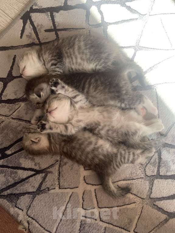 Кошки в Казани: Котята Разнополые, Бесплатно - фото 3