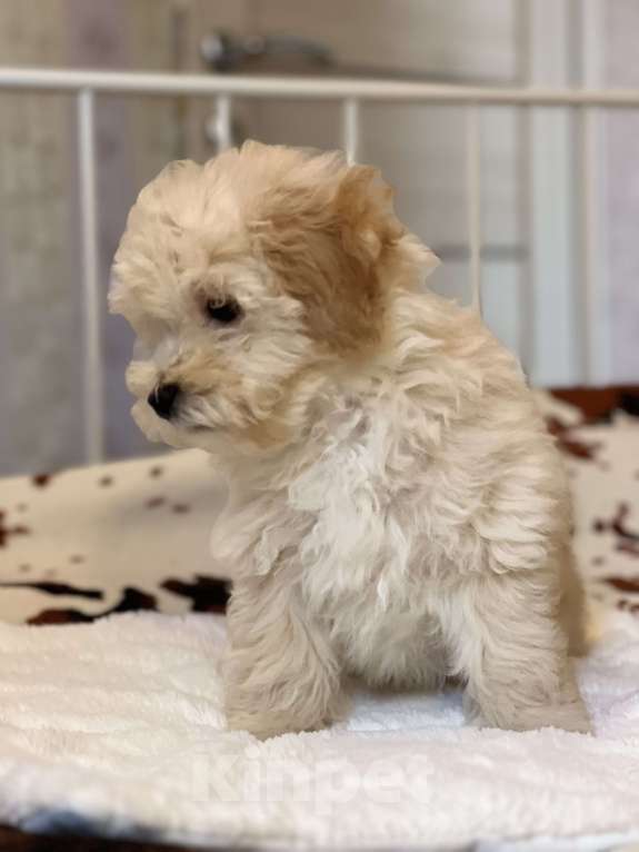 Собаки в Ростове-на-Дону: Щенок мальтипу f1 Мальчик, 40 000 руб. - фото 3