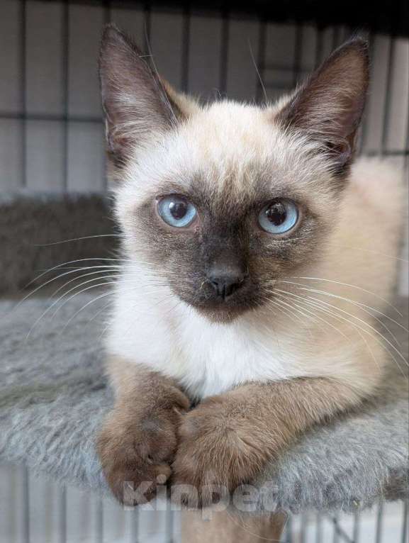 Кошки в Жуковском: Котенок мальчик в добрые руки Мальчик, Бесплатно - фото 7