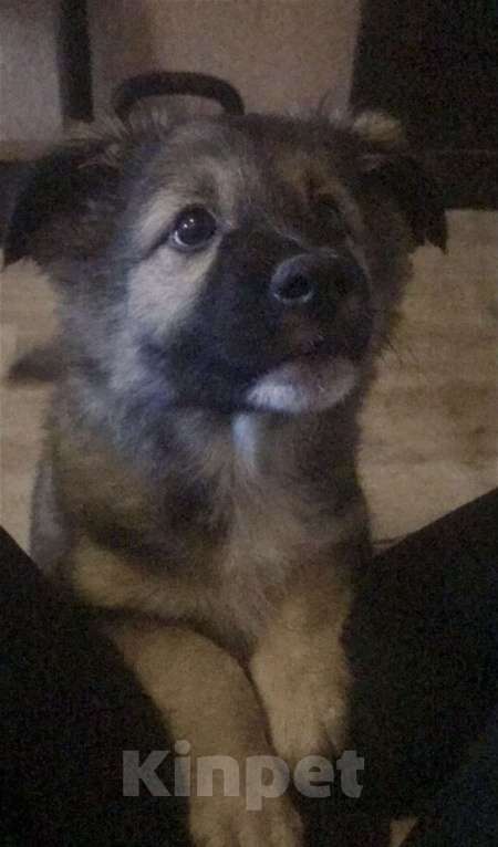 Собаки в Москве: Щенок в добрые руки Девочка, Бесплатно - фото 2