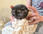 Кошки в Балашихе: Шотландский котенок  Девочка, 10 000 руб. - фото 3