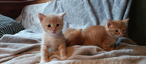 Котята в добрые руки