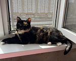 Кошки в Москве: Кошка Эмми в добрые руки Девочка, Бесплатно - фото 3