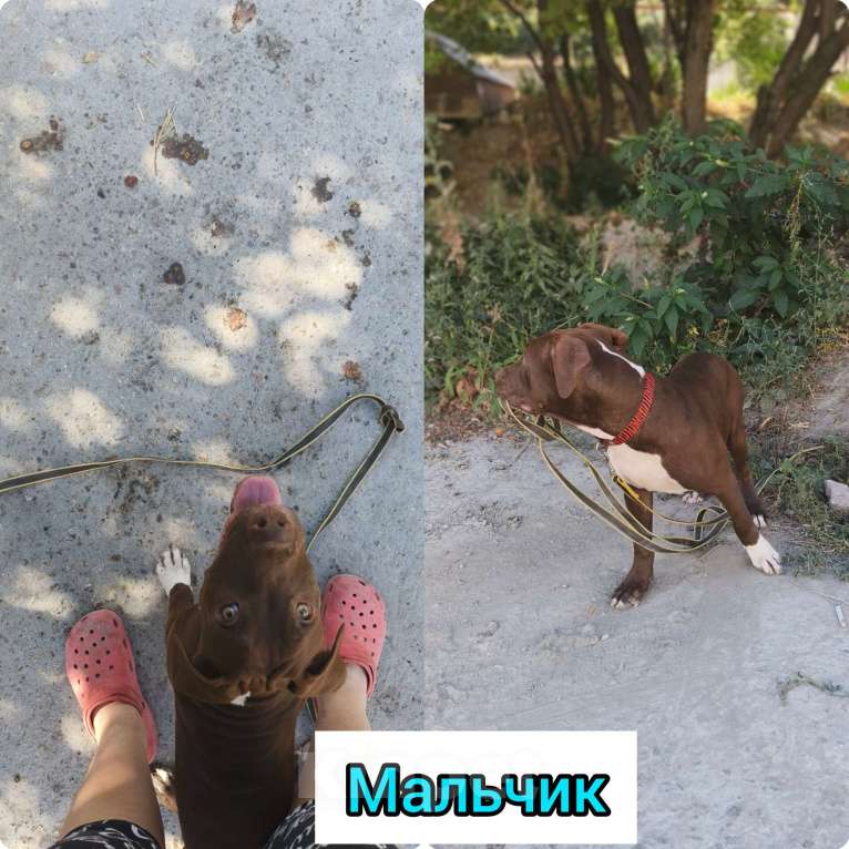 Собаки в Москве: Шикарные щенки американского питбультерьера Мальчик, 45 000 руб. - фото 6