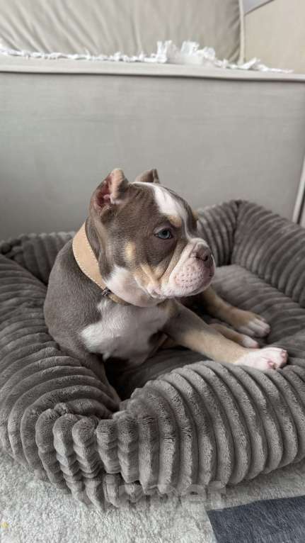 Собаки в Одинцово: Продам щенка , американский булли покет Девочка, 100 000 руб. - фото 1