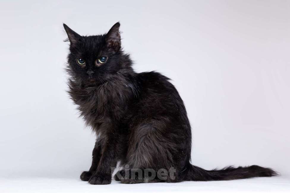 Кошки в Москве: Метис девон-рекса черная кошечка Лора в добрые руки Девочка, 1 руб. - фото 3