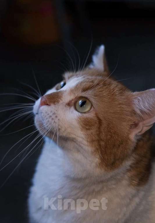 Кошки в Санкт-Петербурге: Пашенька из приюта Мальчик, Бесплатно - фото 6