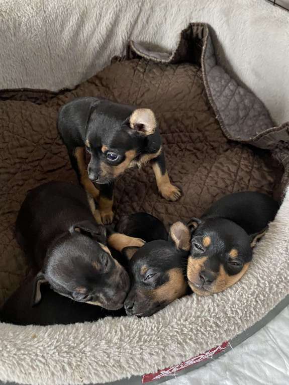 Собаки в Саяногорске: цвергпинчер Разнополые, 12 000 руб. - фото 3