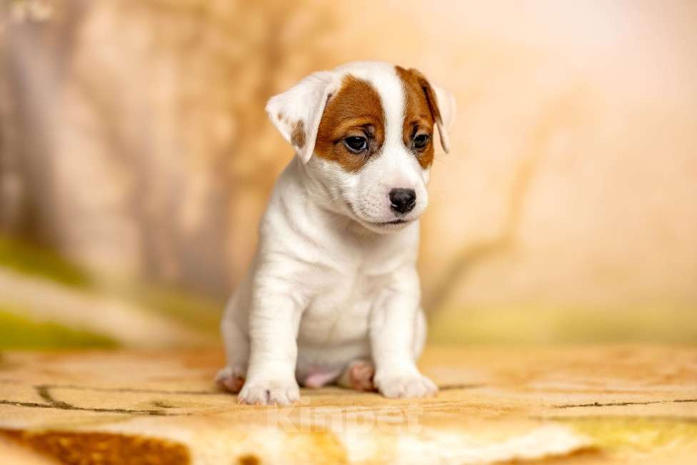 Собаки в Иваново: ДЖЕК РАССЕЛ ТЕРЬЕР  Мальчик, 35 000 руб. - фото 2