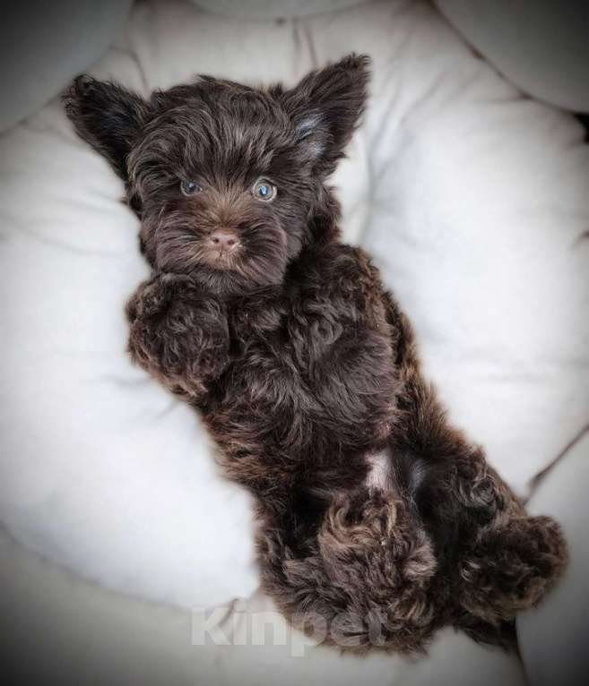 Собаки в Москве: Щенки мальтипу Девочка, 55 000 руб. - фото 5