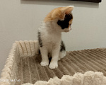 Кошки в Москве: Котенок в добрые руки Девочка, Бесплатно - фото 4