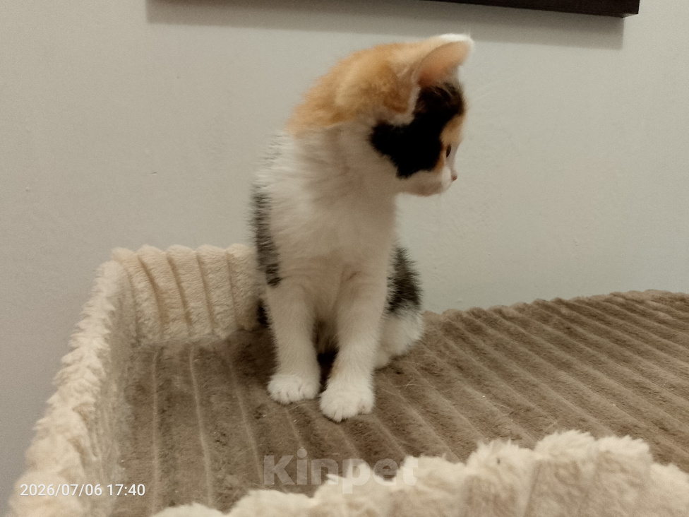 Кошки в Москве: Котенок в добрые руки Девочка, Бесплатно - фото 4