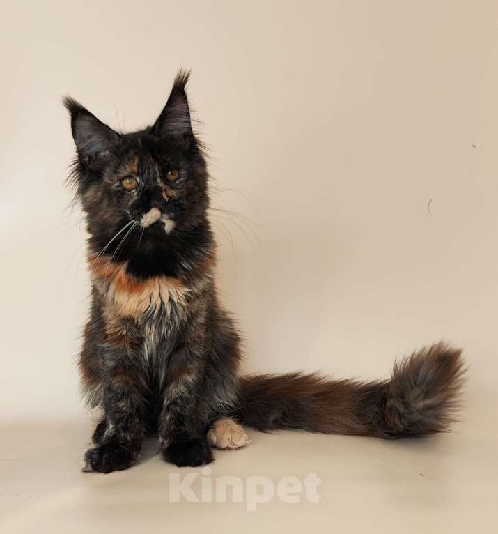 Кошки в Комсомольске-На-Амуре: Котенок мейн кун Девочка, 100 000 руб. - фото 2