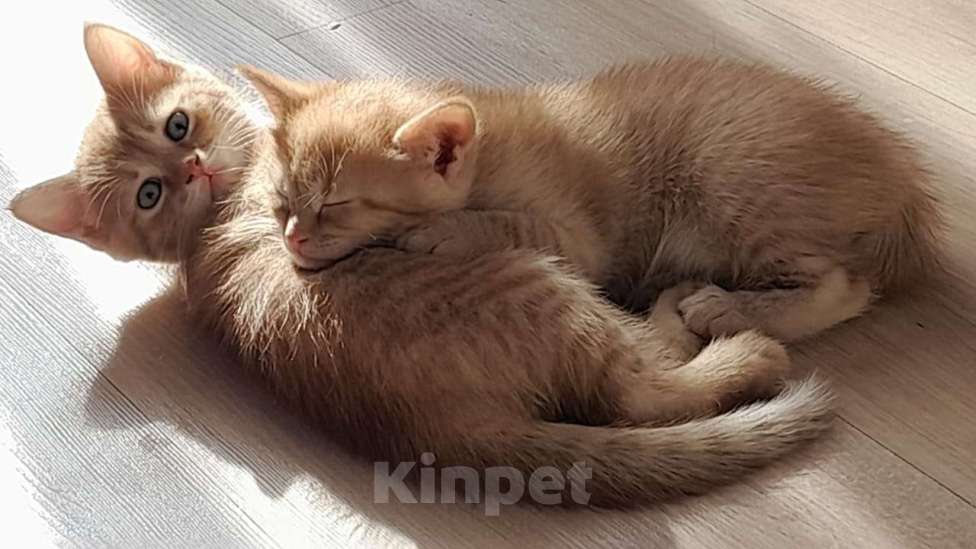 Кошки в Воронеже: Возьмите котенка в добрые руки Девочка, Бесплатно - фото 3