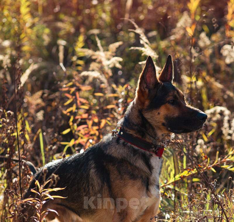 Собаки в Москве: Немецкая овчарка Зевс в добрые руки Мальчик, 1 руб. - фото 10