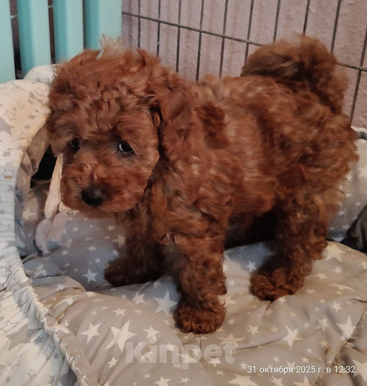 Собаки в Мытищах: Миниатюрный пудель Анто Мальчик, 130 000 руб. - фото 1