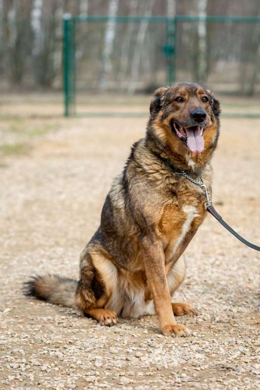 Собаки в Москве: Особенный пес Валик Мальчик, Бесплатно - фото 5