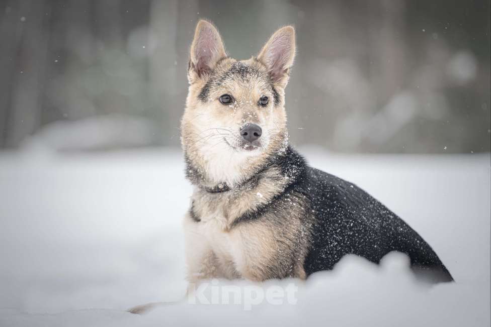 Собаки в Клине: Мира — звонкое счастье Девочка, Бесплатно - фото 1