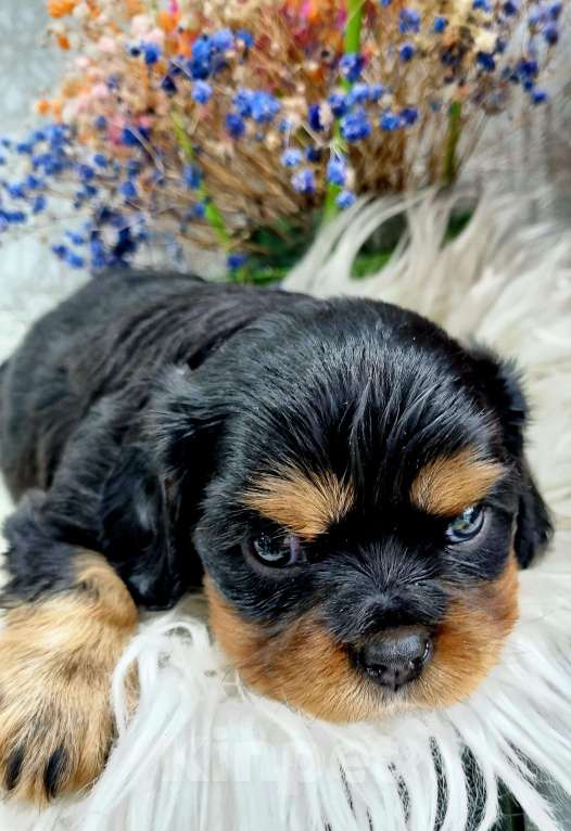 Собаки в других городах Калининградской области: Кавалер Кинг Чарльз Спаниель Мальчик, 63 000 руб. - фото 4