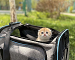 Кошки в Домодедово: 🐾 КОТЯТА ПОРОДЫ СКОТИШ-ФОЛД! 🐾 Разнополые, 35 000 руб. - фото 5