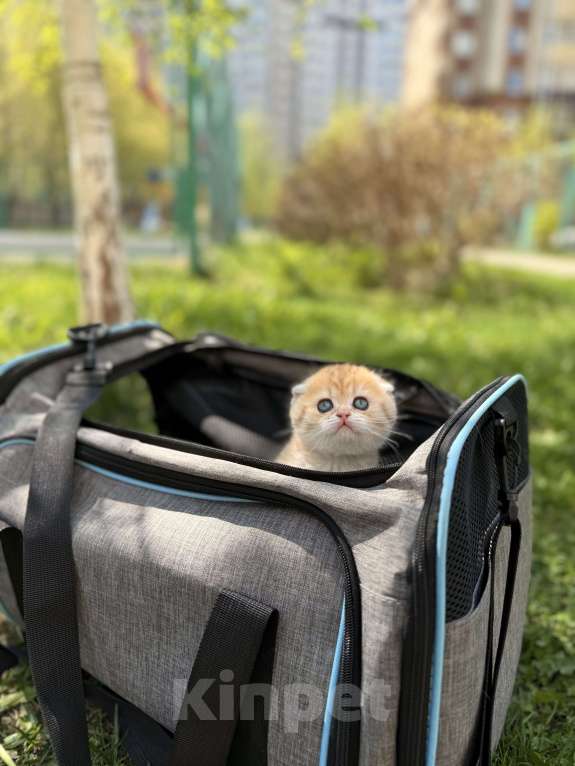 Кошки в Домодедово: 🐾 КОТЯТА ПОРОДЫ СКОТИШ-ФОЛД! 🐾 Разнополые, 35 000 руб. - фото 5