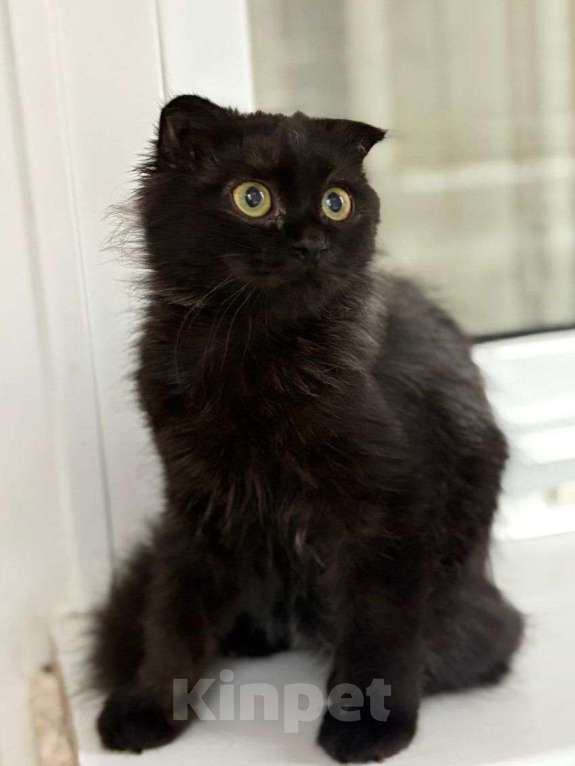 Кошки в Москве: Котенок вислоушка в добрые руки  Девочка, Бесплатно - фото 3