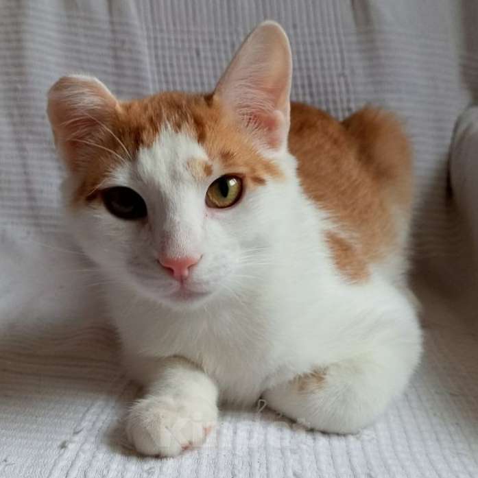 Кошки в Санкт-Петербурге: Ласковый Яша в добрые руки Мальчик, Бесплатно - фото 6