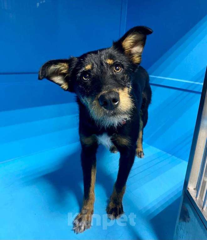 Собаки в Москве: Неужели меня завтра правда выгонят на улицу? Девочка, Бесплатно - фото 3